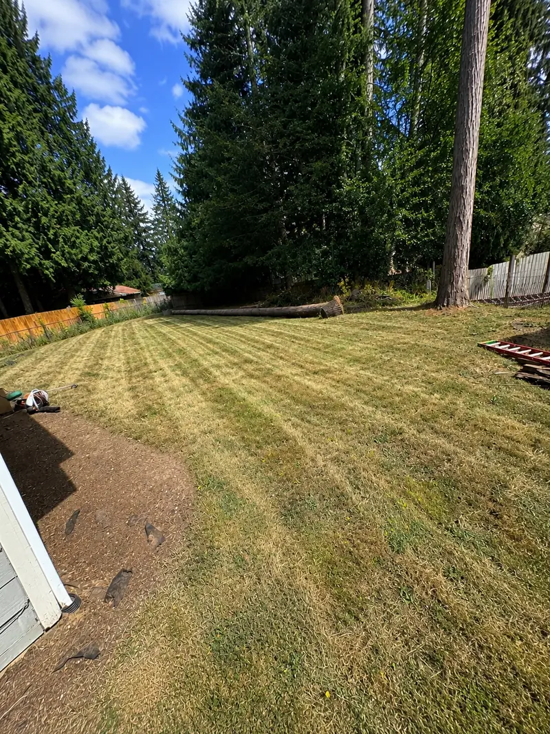 Pierce County backyard after mowing and overgrowth cleanup